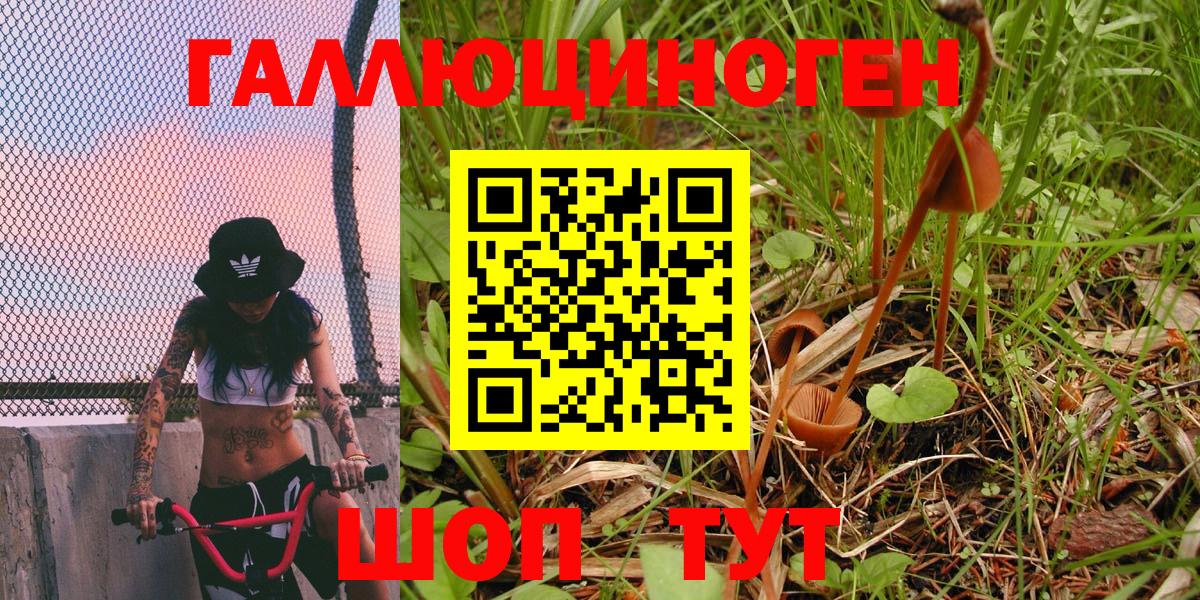 Псилоцибиновые грибы Psilocybine cubensis Псков