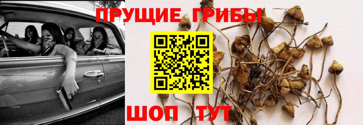 наркошоп  Псилоцибиновые грибы Cubensis  Вход с VPN  Псков 